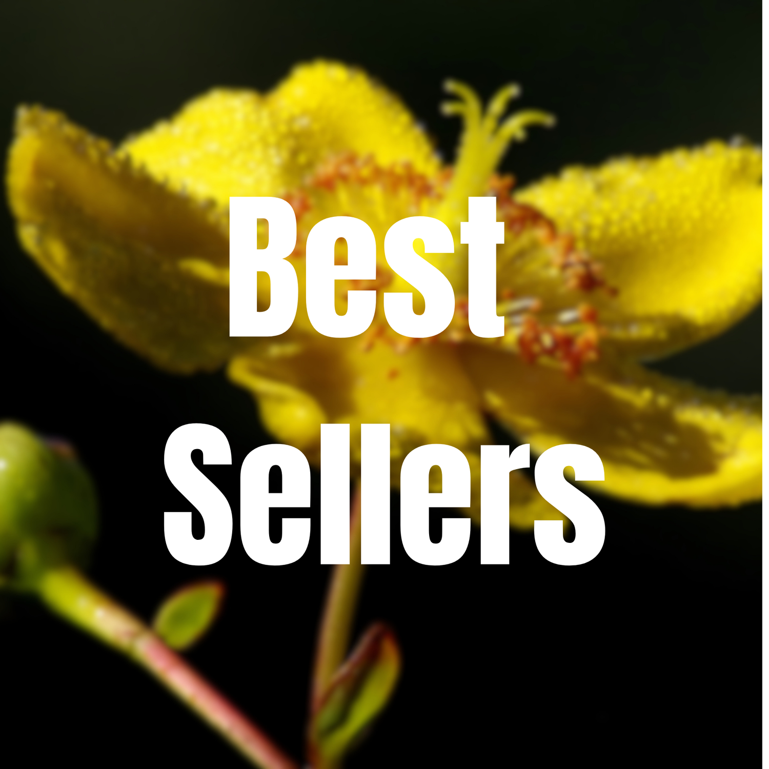 Best Sellers