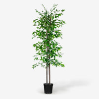 | Ficus 6 FT | Decorative Artificial Plants | Large Artificial Plant | Artificial Plants for Indoor/Outdoor Use | Realistic Decorative Artificial Plant for Home