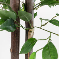 | Ficus 6 FT | Decorative Artificial Plants | Large Artificial Plant | Artificial Plants for Indoor/Outdoor Use | Realistic Decorative Artificial Plant for Home