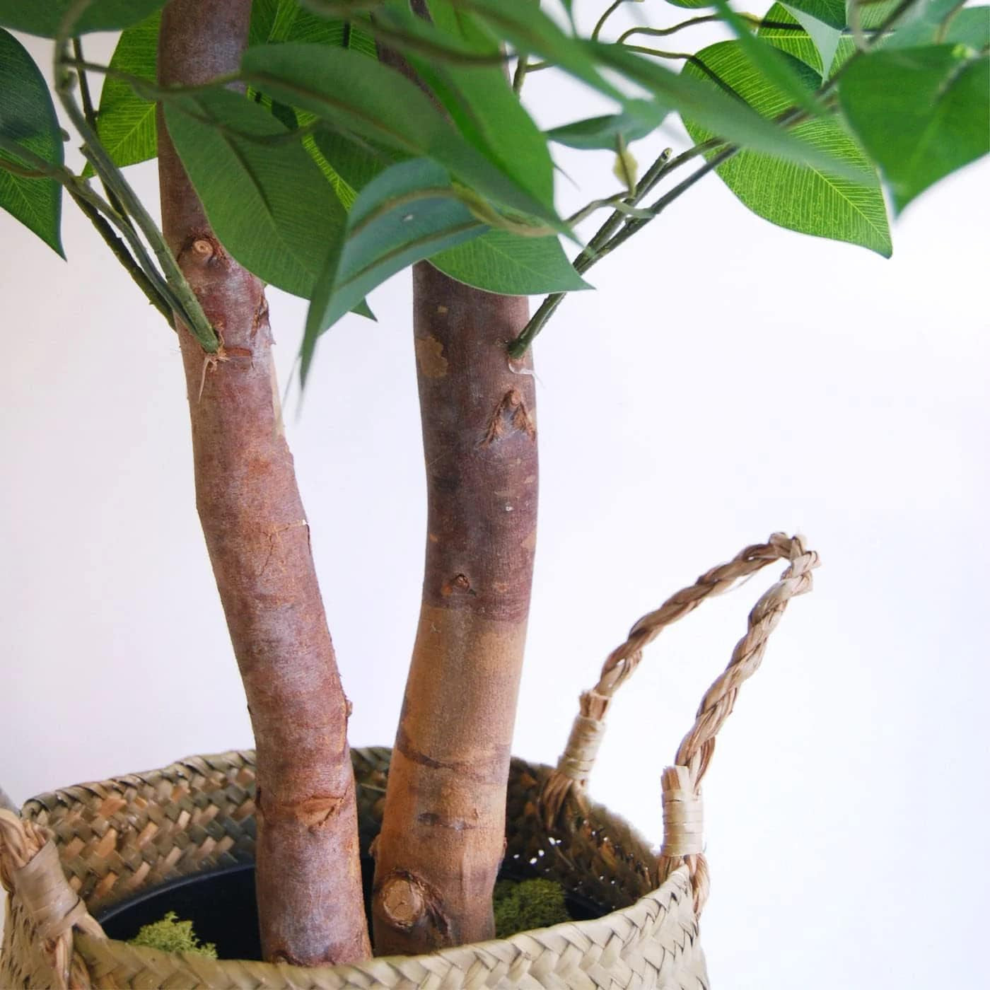 | Ficus 6 FT | Decorative Artificial Plants | Large Artificial Plant | Artificial Plants for Indoor/Outdoor Use | Realistic Decorative Artificial Plant for Home