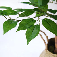 | Ficus 6 FT | Decorative Artificial Plants | Large Artificial Plant | Artificial Plants for Indoor/Outdoor Use | Realistic Decorative Artificial Plant for Home